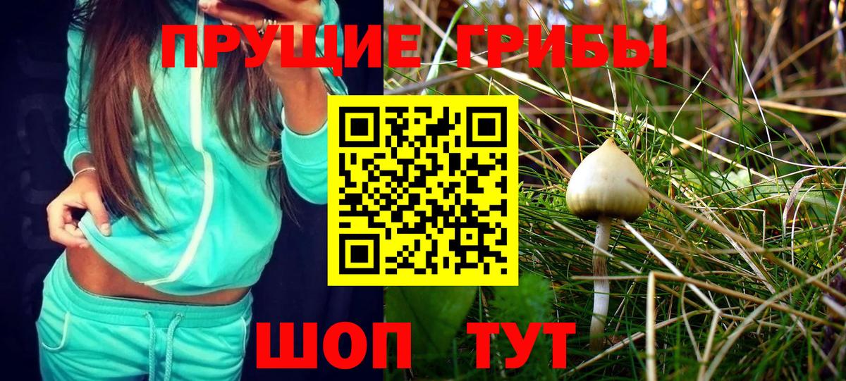 Псилоцибиновые грибы Psilocybine cubensis Новокуйбышевск